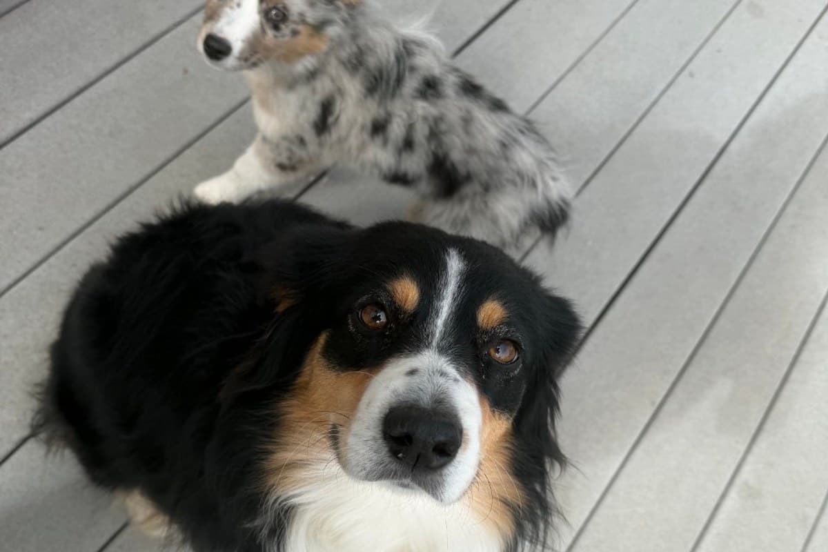 Sunny and Stormy, FetchBowl's official Australian Shepherd mascots
